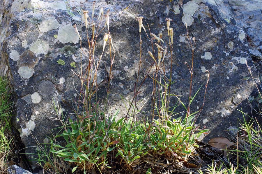 Silene nodulosa